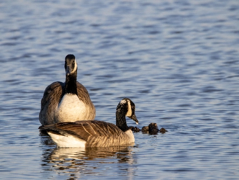 Canada Goose